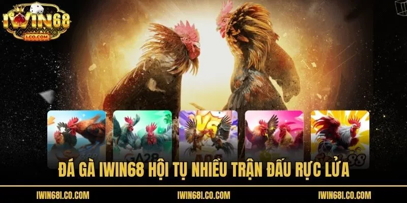 Đá gà Iwin68 hội tụ nhiều trận đấu rực lửa